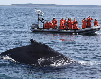 Enjoy an exciting ride to watch the whales near Brier Island