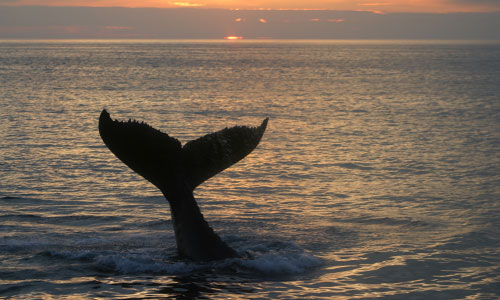 Sunset with a whale tail in the bay of Fundy