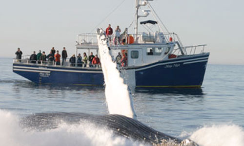 Mega Nova Whale Watching Tours in Nova Scotia