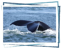 Whale sightings in the Bay of Fundy