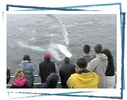 Whale Watching from theboat in Brier Island
