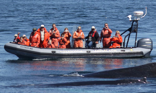 Zodiac Whale Watching Tour in Nova Scotia